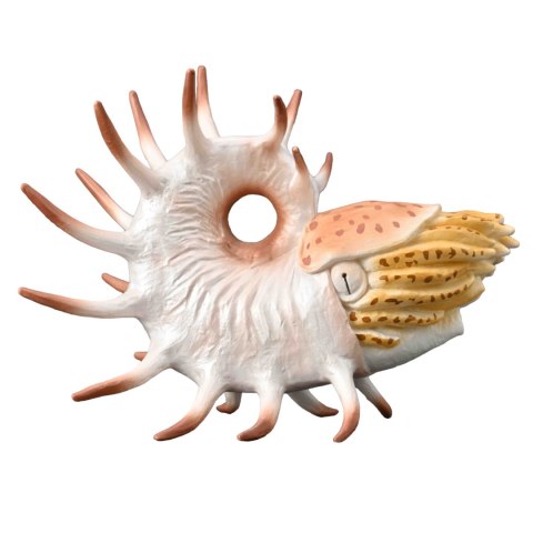 COLLECTA COOPEROCERAS COLLECTA COOPEROCERAS