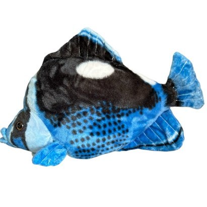 Ryba Hepatus niebieska 41cm Ryba Hepatus niebieska 41cm